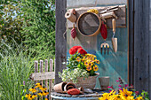 Garden utensils on a wall board including dahlias and Cape baskets in a plant basket on a patio table