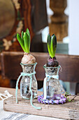 Hyazinthengläser, Hyazinthen (Hyacinthus) im Glas