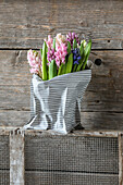 Hyazinthen (Hyacinthus) in gestreifter Tüte vor Holzwand