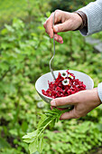 Beetroot salad with daisies