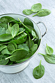 Freshly washed spinach leaves in a colander