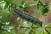 Taubenschwänzchen (Macroglossum stellatarum) Raupe, dunkle Form, ernährt sich von Labkraut (Galium verum), Italien