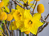Narzissen (Narcissus), Craspedia und Zweige als Frühlingsdekoration