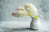 Hyazinthen (Hyacinthus) in weißem Keramikkrug