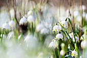 Spring snowflake in the woods (Leucojum vernum)