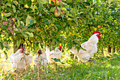 Leghorn chickens (Italian chicken breed) in the apple orchard