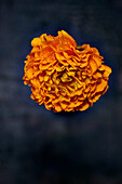 Gelbe Pompon-Ranunkel (Ranunculus)