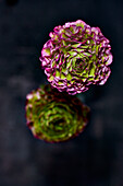 Rosa-grüne Pompon-Ranunkel (Ranunculus)