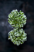 Grün-weiße Pompon-Ranunkel (Ranunculus)