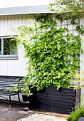 Climbing plants on a trellis next to a garden bench