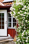 White blooming roses (Rosa helenae) on the doorstep