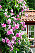 Rosa 'Ispahan' in the garden