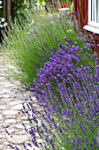 Lavendel am Gartenweg entlang (Lavandula)