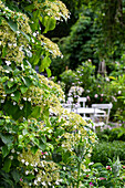 Climbing hydrangea in the garden