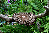 Vogelnest mit Eiern in Gartenambiente umgeben von Farnen