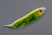 Euglena sp, alga, light micrograph