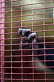 Hand of a Panamanian white-headed capuchin in captivity