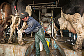 Dairy cows being milked