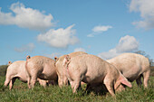 Pigs in a field