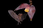 Commissaris's long-tongued bat