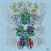 AMPA receptor, illustration