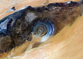 Richat structure, Mauritania, satellite image