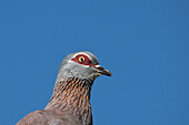 Speckled pigeon