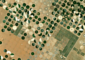 Crop circles in desert, Saudi Arabia, satellite image