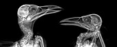 Crows, X-ray