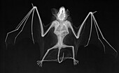Common pipistrelle bat, X-ray