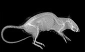 Brown rat, X-ray