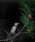 Red crossbill perched in a tree, X-ray