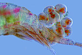 Copepod eggs, light micrograph