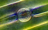 Galtonia stoma, light micrograph