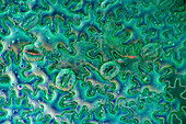 Marsh-marigold stomata, light micrograph