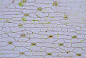 Lily of the valley stomata, light micrograph