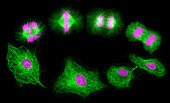 Mitosis and cytokinesis, light micrograph