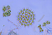 Pediastrum green algae, light micrograph