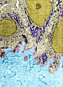 Stratified epithelium basal layer, TEM