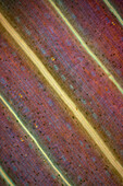 Quackgrass, light micrograph