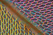 Moss (Cinclidium stygium), light micrograph