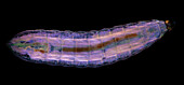 Fruit fly larva, light micrograph