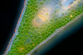 Iris leaf, light micrograph