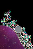 Droplets of liquid crystal, light micrograph