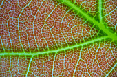Oak leaf, light micrograph