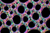 Bubble lattice of shampoo foam, light micrograph