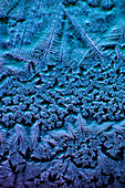 Soy sauce crystals, light micrograph