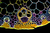 Maize (Zea mays) leaf, light micrograph