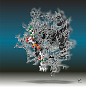 KRAS G12C oncogene product fragment, illustration