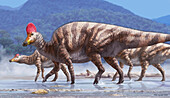 Corythosaurus dinosaurs, illustration